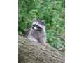 Raccoon
